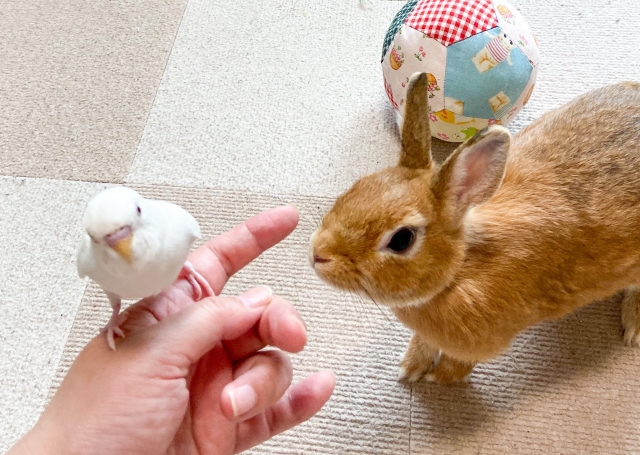 うさぎとインコを一緒に飼っている姿