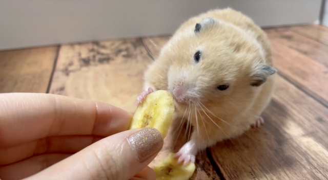 バナナを食べるハムスター