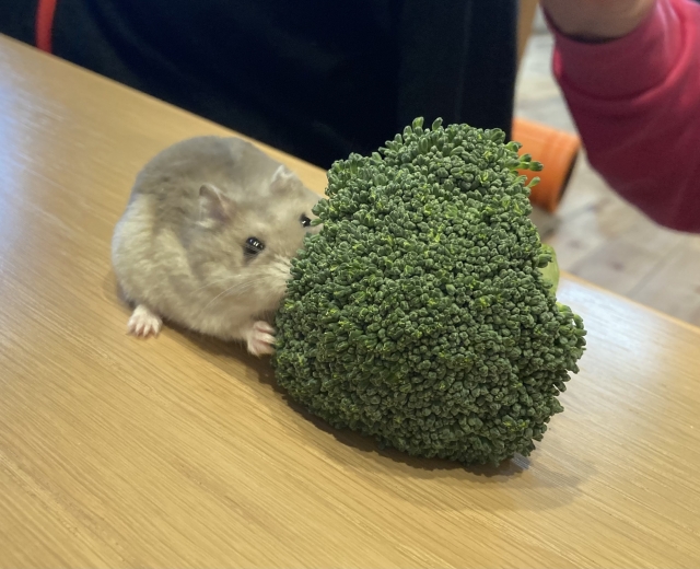 ハムスターにおすすめの野菜：ブロッコリー