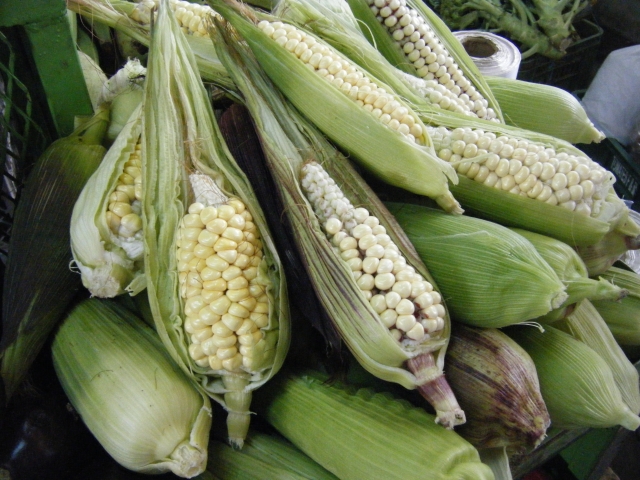 ハムスターにおすすめの野菜：とうもろこし