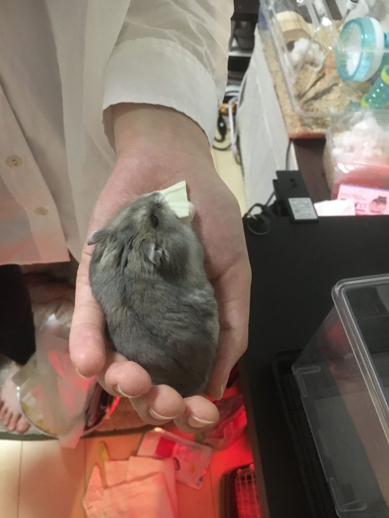 野菜は小さく千切れば食べやすくコミュニケーションも取れる