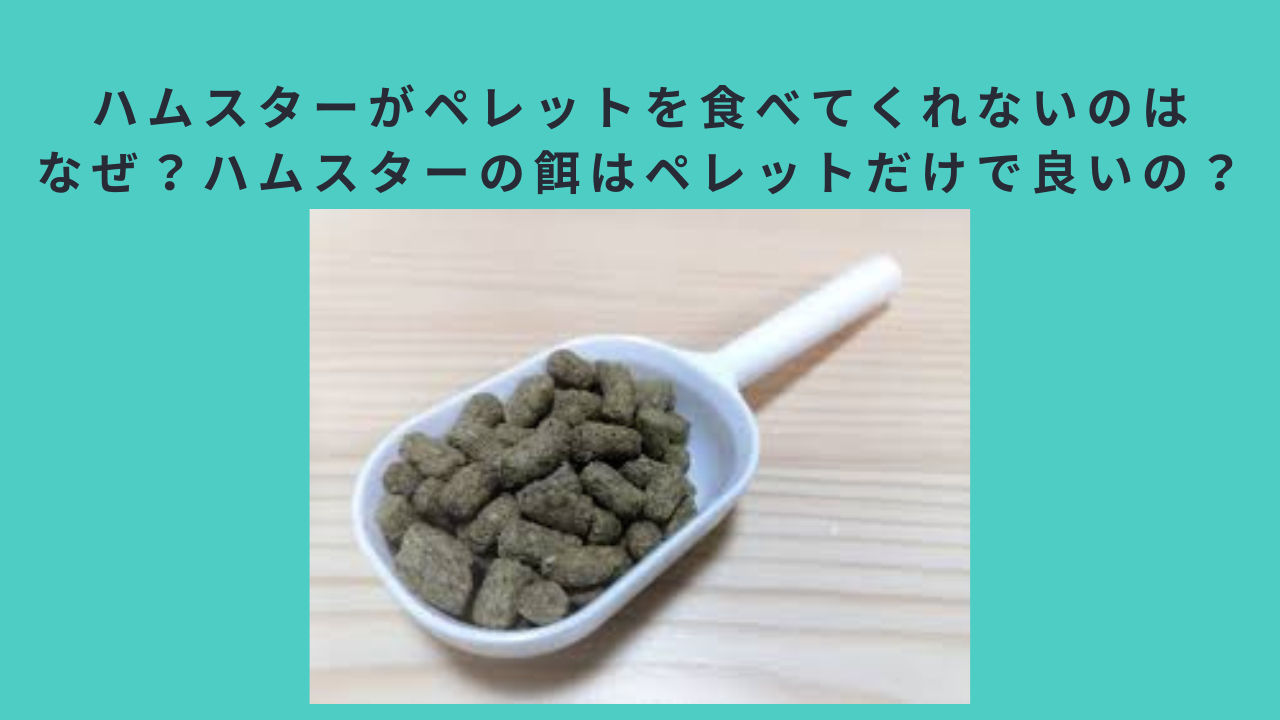 ハムスターがペレットを食べてくれないのはなぜ？ハムスターの餌はペレットだけで良いの？