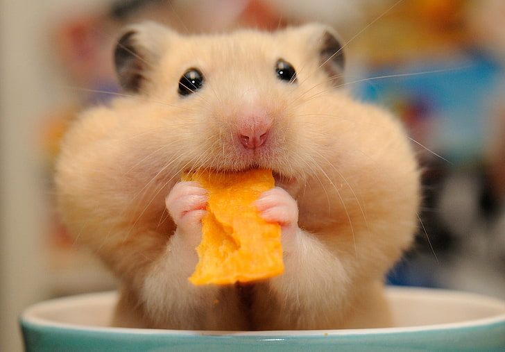 野菜を食べるキンクマハムスター