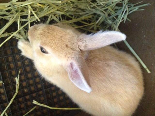 うさぎに牧草や硬いご飯などの適切な餌を与える