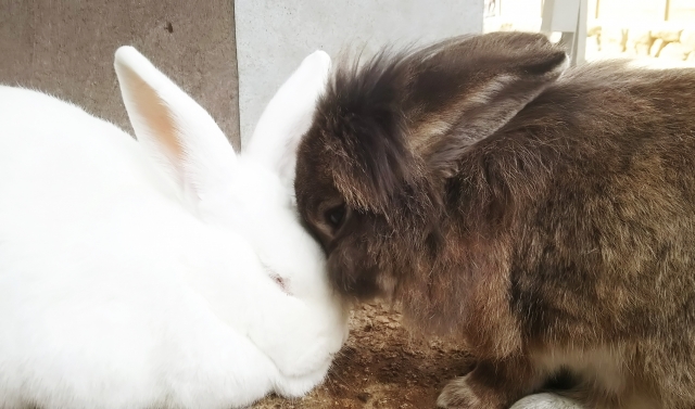 多頭飼いされているうさぎ