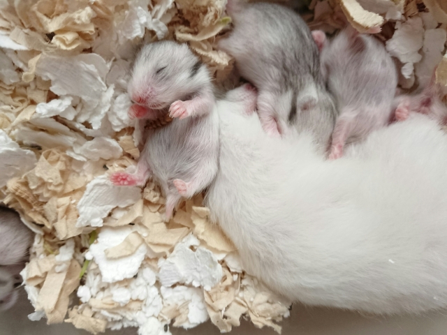 ハムスターの多頭飼い