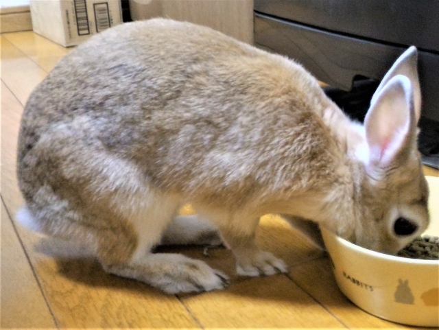 袋の底の粉末状のペレットや床材は使用しないようにしましょう