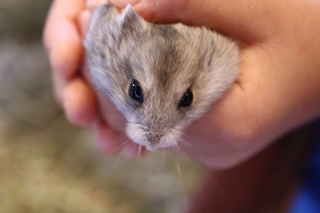 飼い主に抱えられるメガアップのハムスター