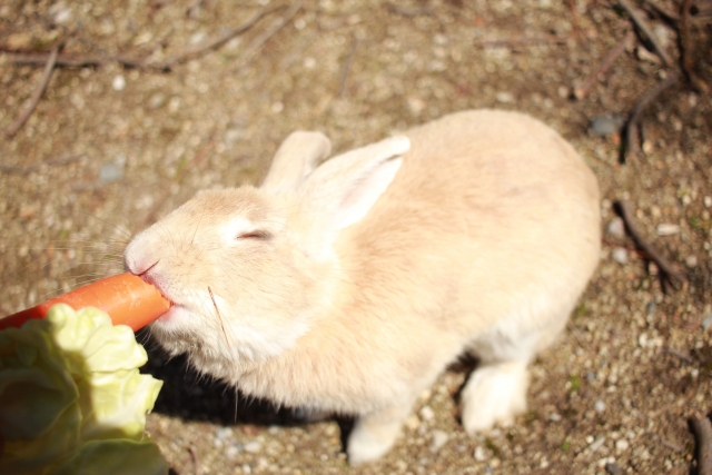 自己主張が強めなうさぎ