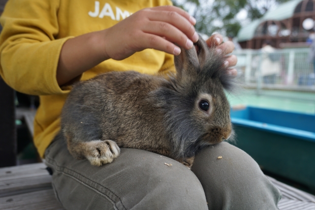 うさぎのお世話をする飼い主