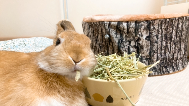 うさぎの咀嚼方法からすると牧草中心の食事が不正咬合を防ぐために適切