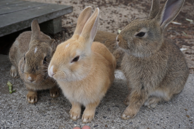 屋外で飼育されるうさぎ