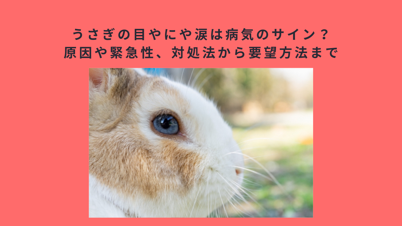 うさぎの目やにや涙は病気のサイン？原因や緊急性、対処法から要望方法まで