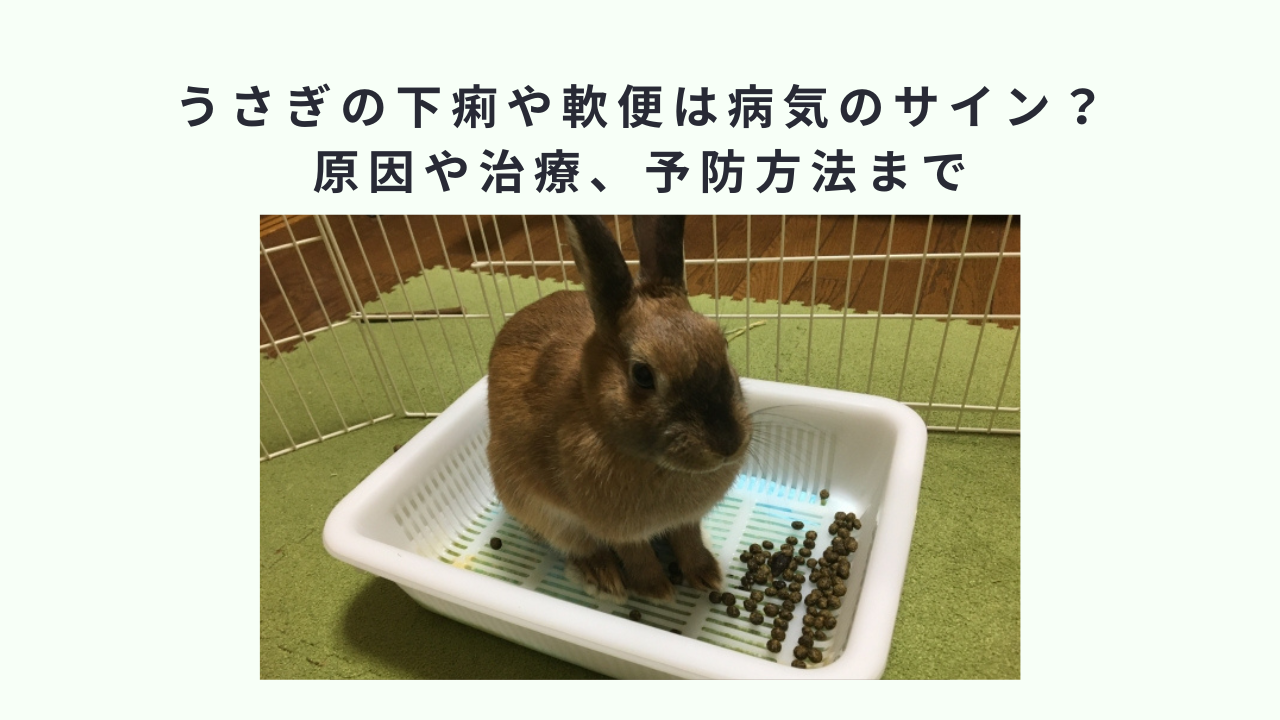 うさぎの下痢や軟便は病気のサイン？原因や治療、予防方法まで