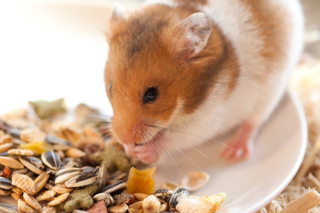 ミックスタイプの餌をやめるとペレットを食べるようになることも