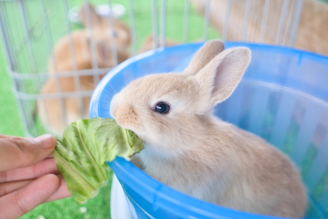 うさぎは野菜が好きだが注意点が多い