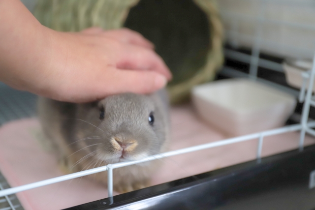 飼い主に撫でられるうさぎ