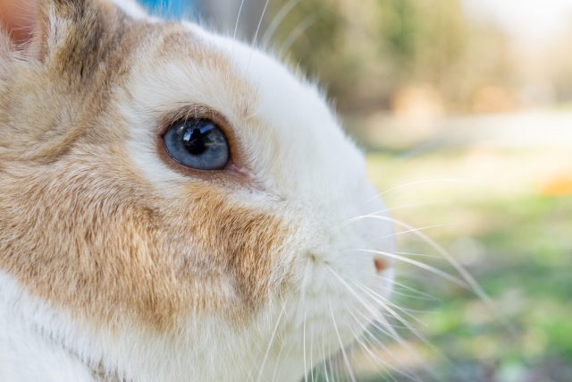 うさぎの目