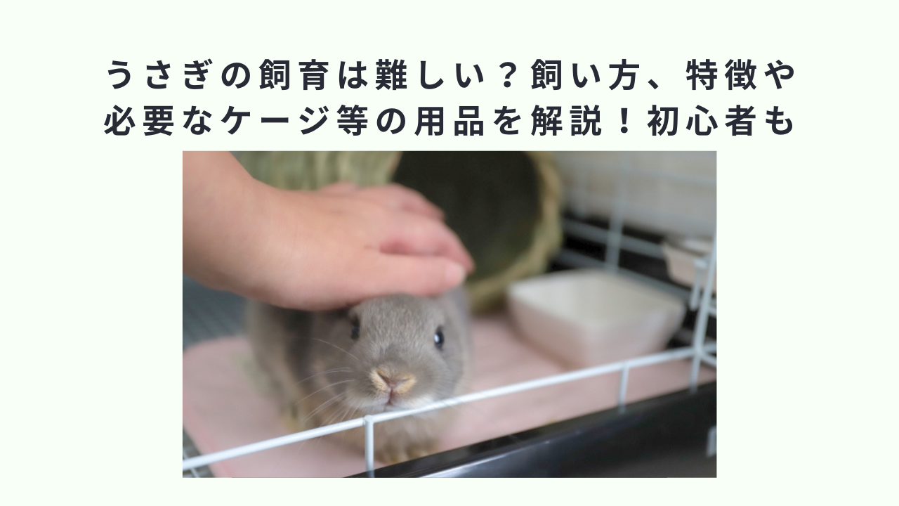 うさぎの飼育は難しい？飼い方、特徴や必要なケージ等の用品を解説！初心者も