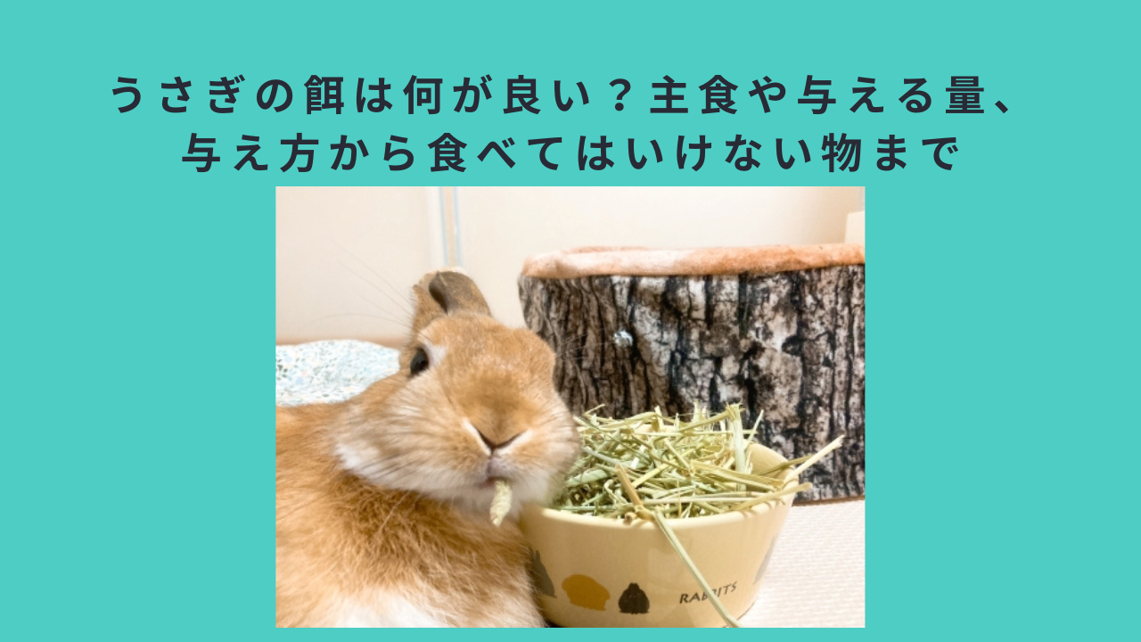 うさぎの餌は何が良い？主食や与える量、与え方から食べてはいけない物まで