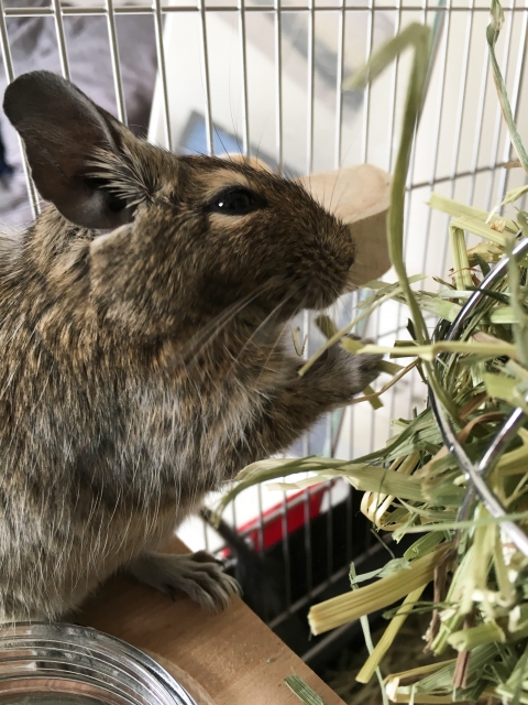 牧草を食べるデグー