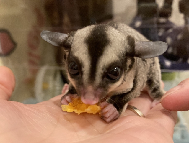 餌を食べるフクロモモンガ