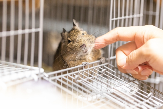 飼い主と触れ合うデグー