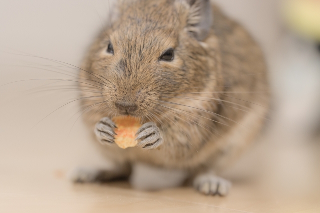 ご飯を食べるデグー