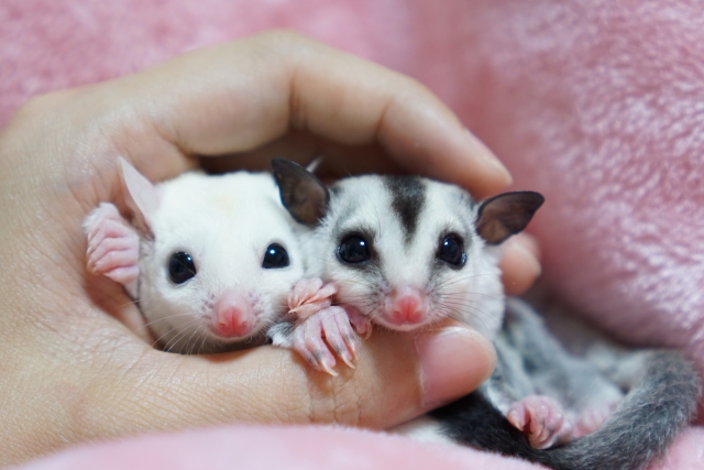 飼い主になつくフクロモモンガ