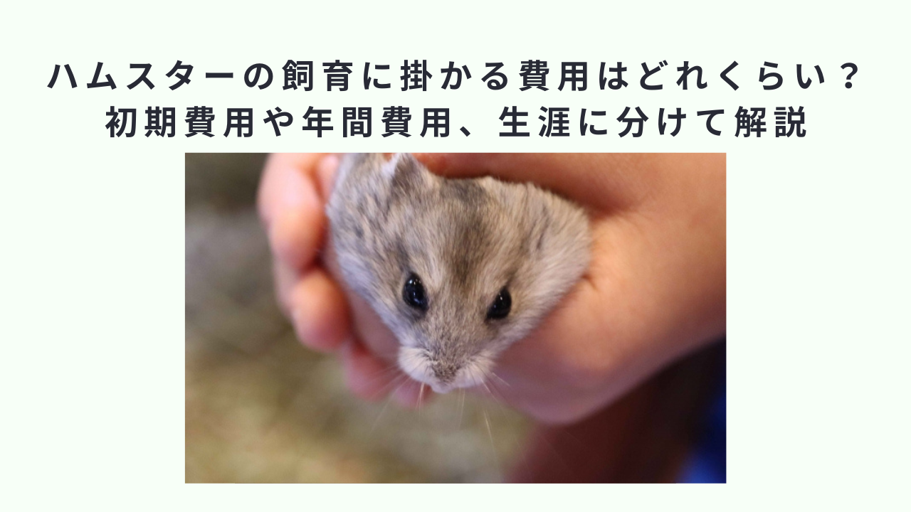 ハムスターの飼育に掛かる費用はどれくらい？初期費用や年間費用、生涯に分けて解説