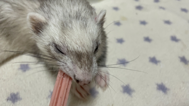 餌を食べるフェレット