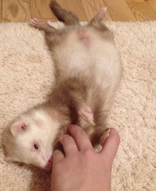 飼い主とコミュニケーションを取るフェレット