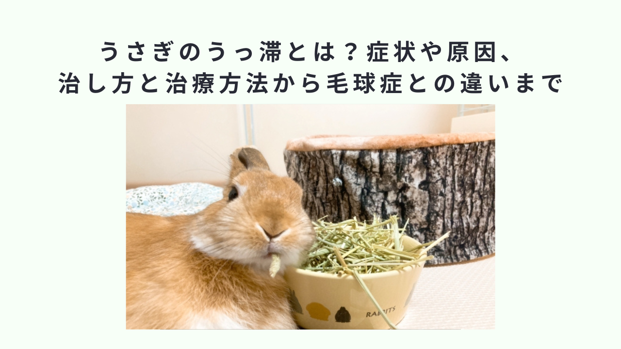 うさぎのうっ滞とは？症状や原因、治し方と治療方法から毛球症との違いまで