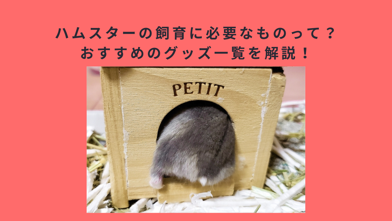 ハムスターの飼育に必要なものって？おすすめのグッズ一覧を解説！