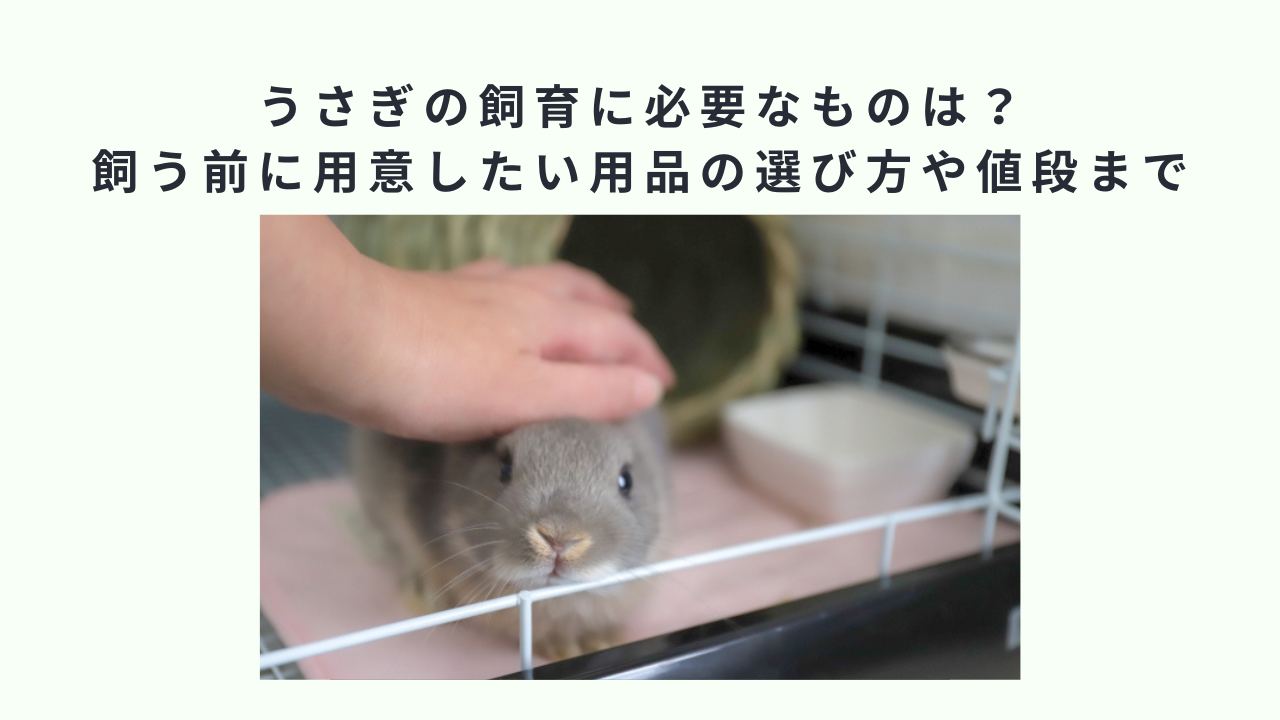 うさぎの飼育に必要なものは？飼う前に用意したい用品の選び方や値段まで