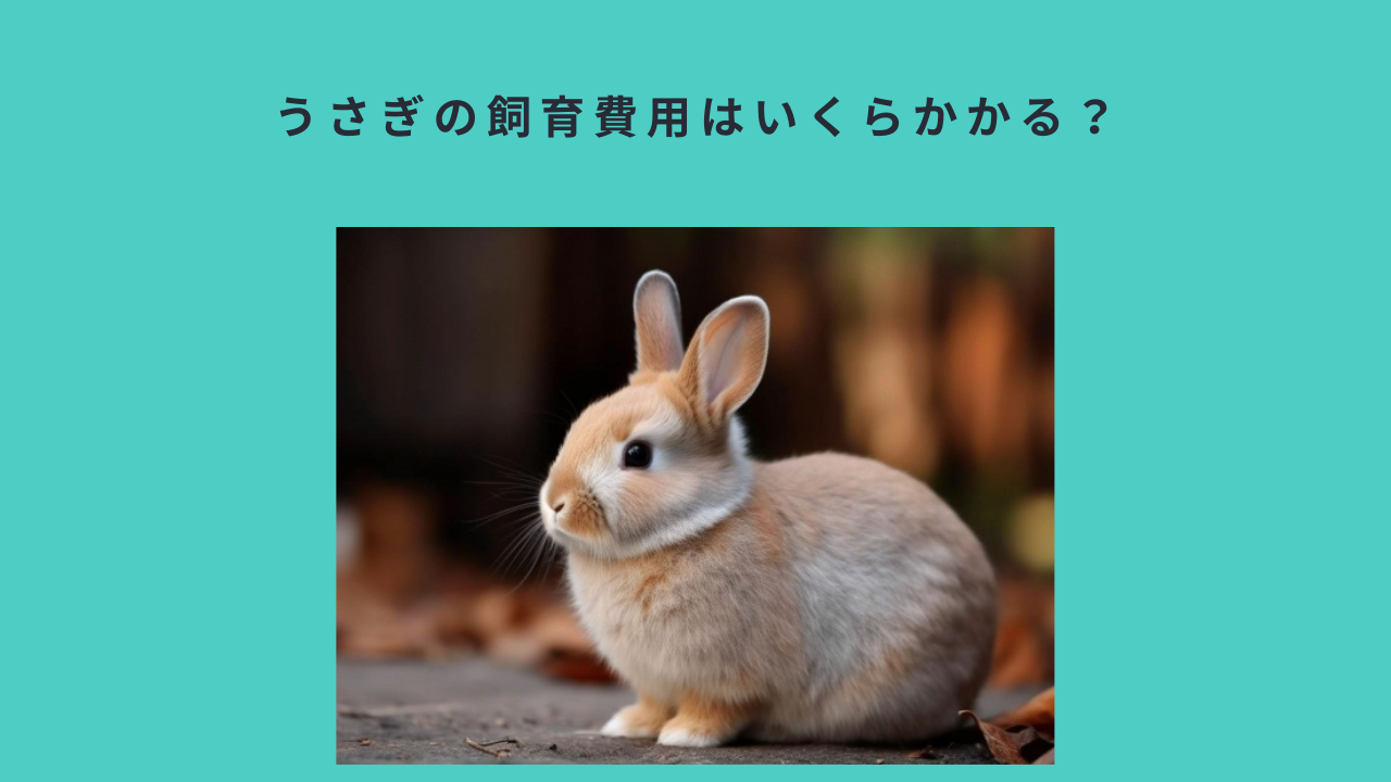 うさぎの飼育費用はいくらかかる？