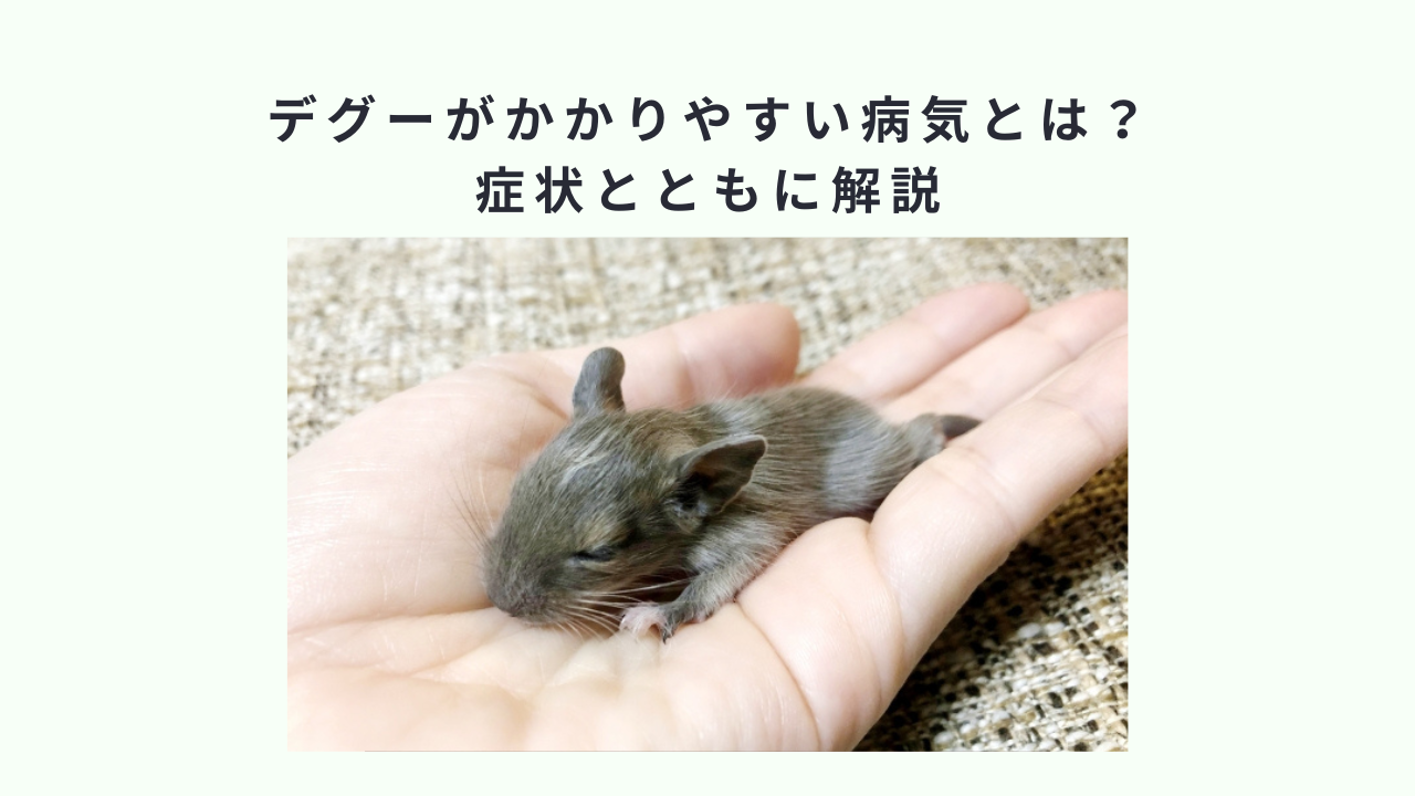 デグーがかかりやすい病気とは？症状とともに解説