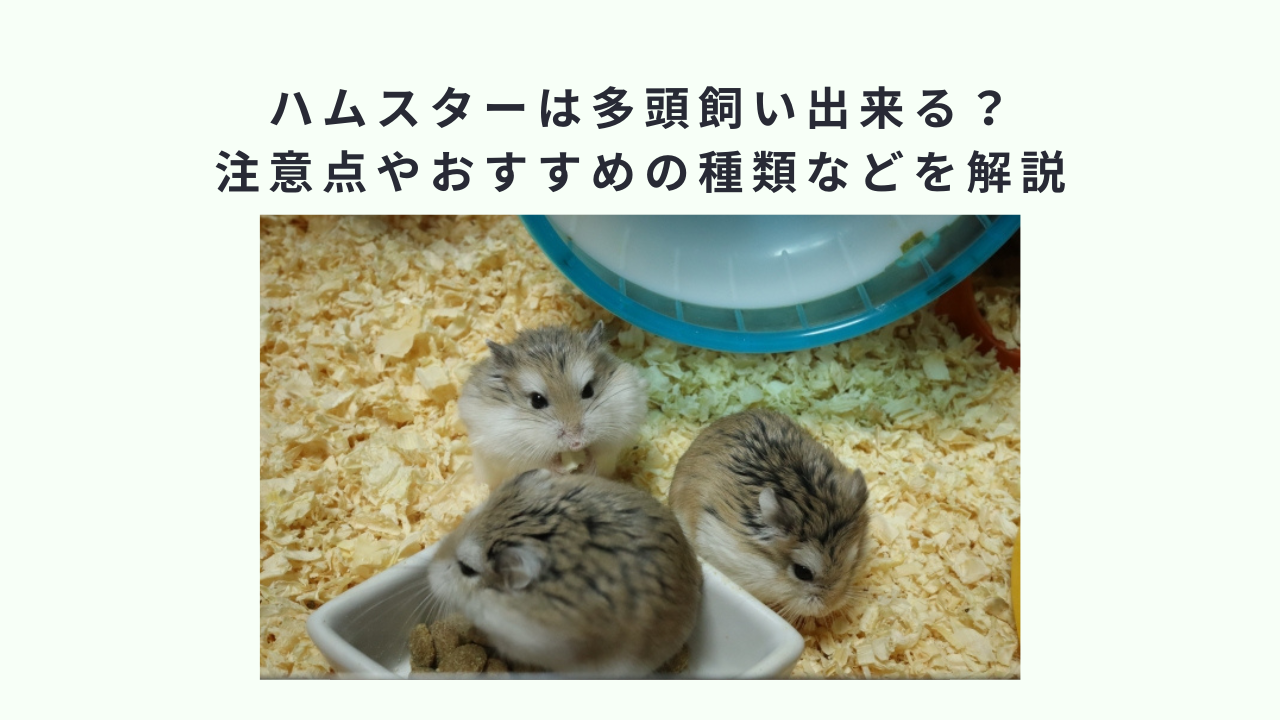 ハムスターは多頭飼い出来る？注意点やおすすめの種類などを解説