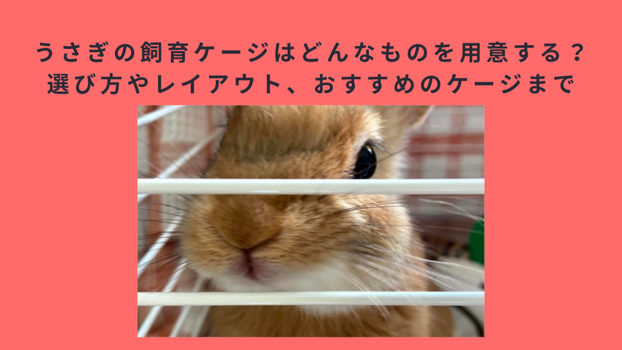 うさぎの飼育ケージはどんなものを用意する？選び方やレイアウト、おすすめのケージまで