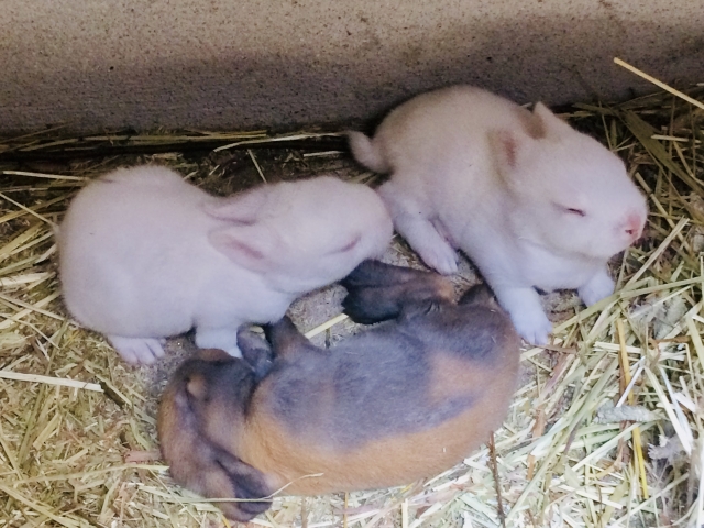 多頭飼いされているうさぎ