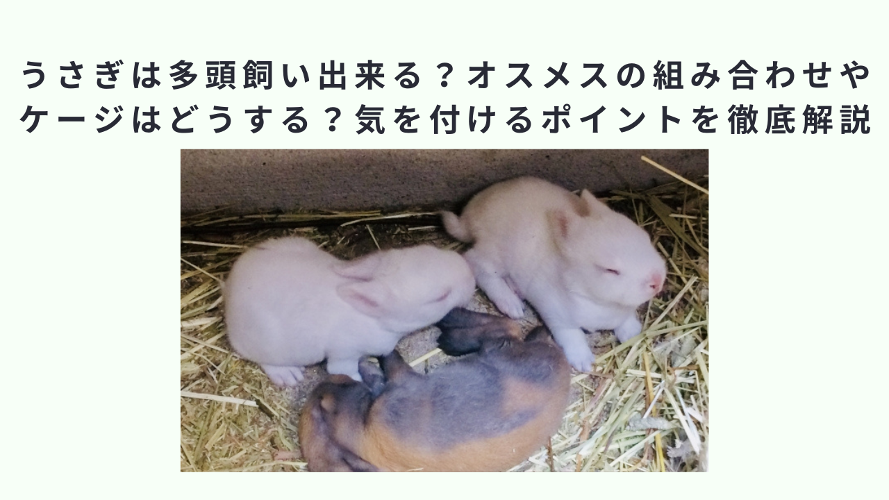 うさぎは多頭飼い出来る？オスメスの組み合わせやケージはどうする？気を付けるポイントを徹底解説