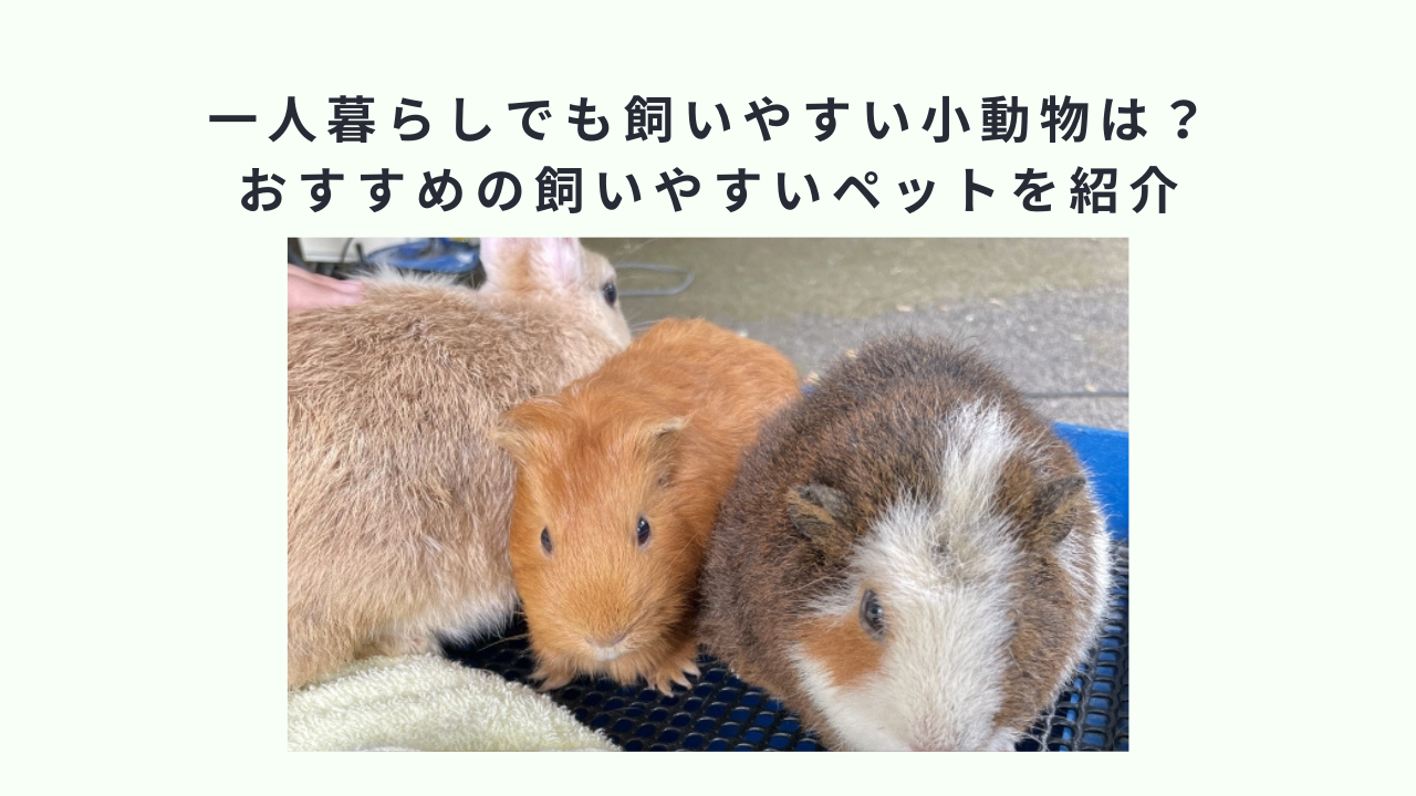 一人暮らしでも飼いやすい小動物は？おすすめの飼いやすいペットを紹介