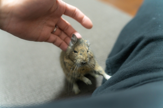 飼い主とコミュニケーションを取るデグー