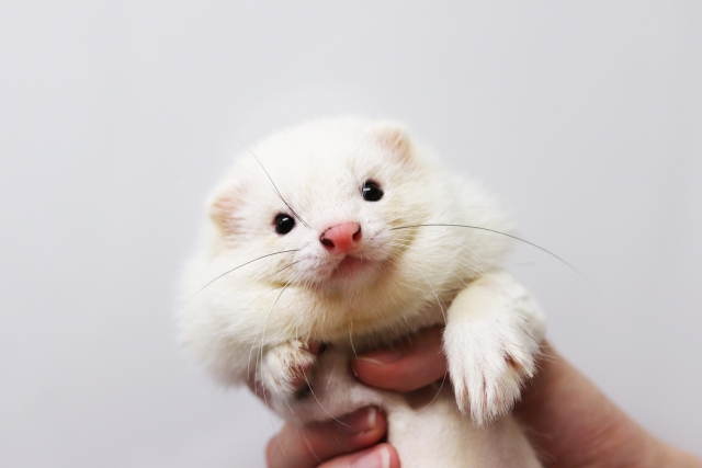 飼い主とスキンシップを取るフェレット