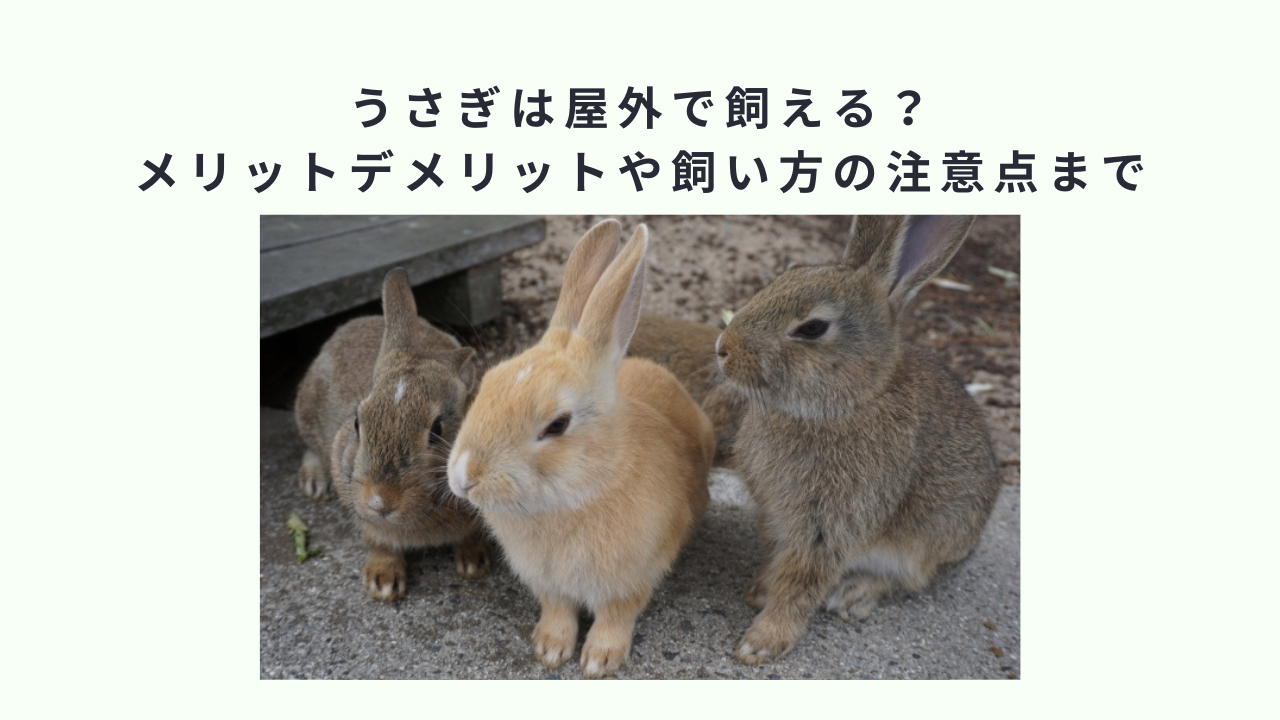 うさぎは屋外で飼える？メリットデメリットや飼い方の注意点まで