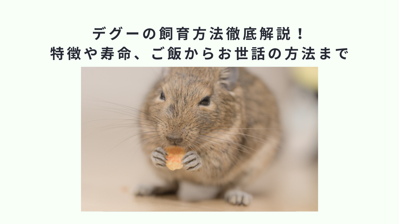 デグーの飼育方法徹底解説！特徴や寿命、ご飯からお世話の方法まで