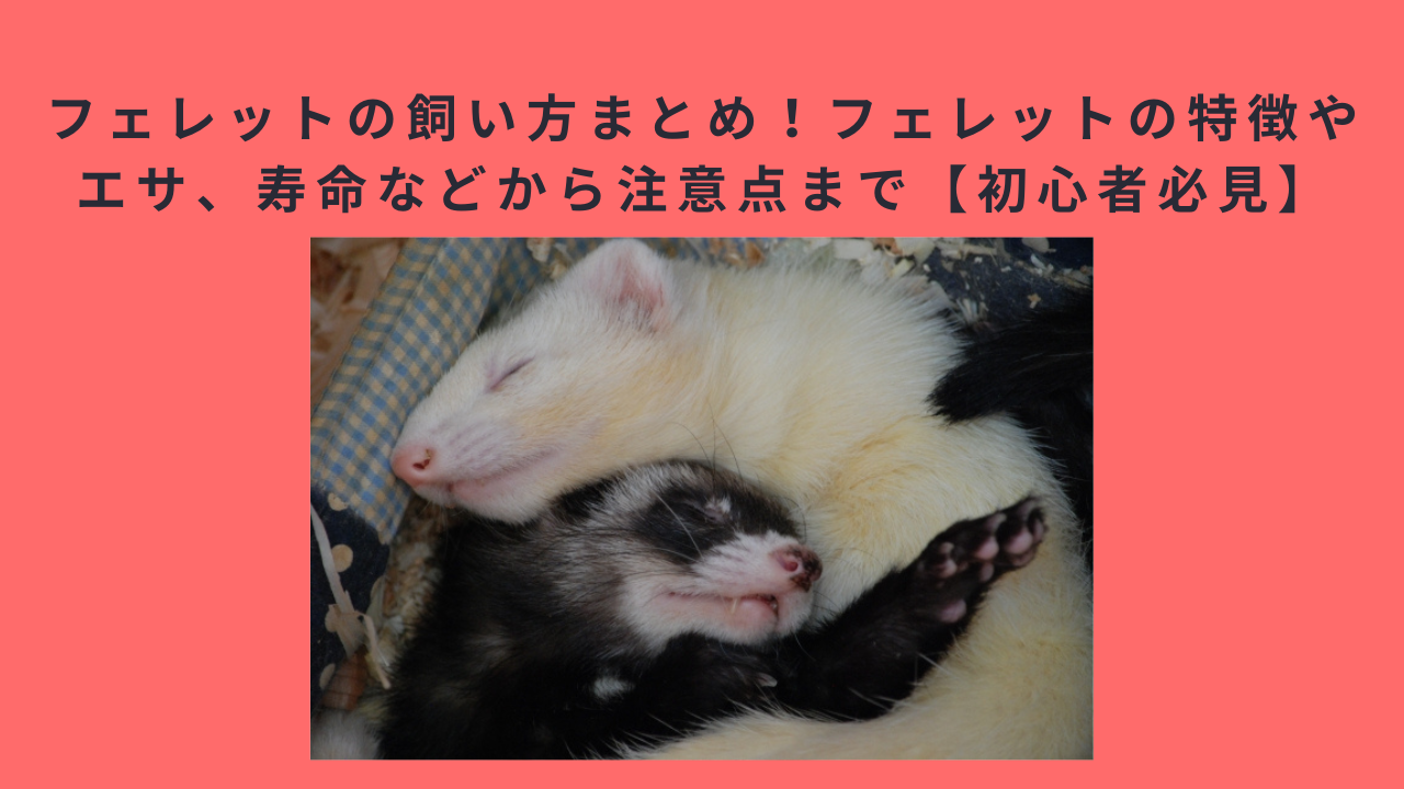 フェレットの飼い方まとめ！フェレットの特徴やエサ、寿命などから注意点まで【初心者必見】