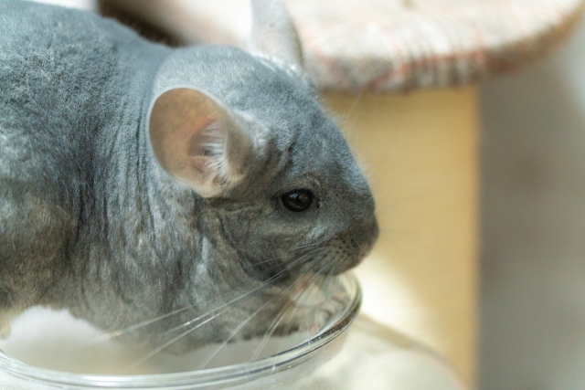 餌を食べるチンチラ