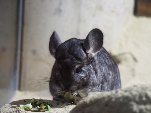 食事をするチンチラ