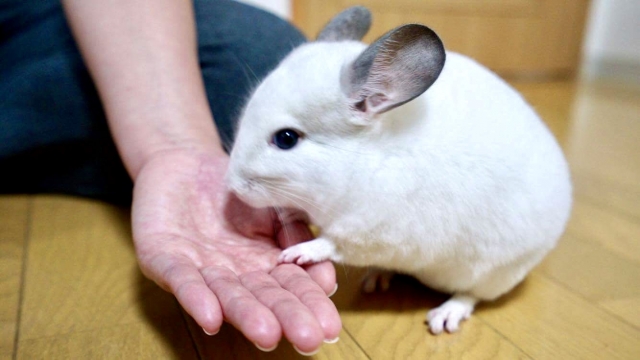 飼い主と触れ合うチンチラ